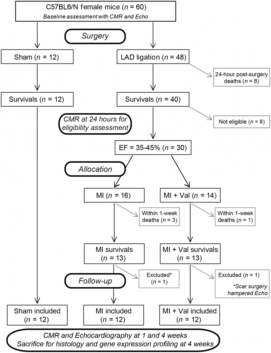 Baseline assesment with CMR and Echo