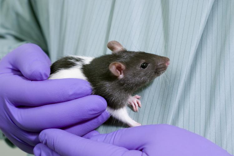 Brown and white rat in gloved hands